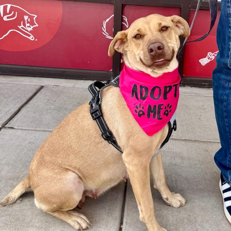 Jewel, ADOPTABLE, Adult Female Labrador Retriever & Mixed Breed.