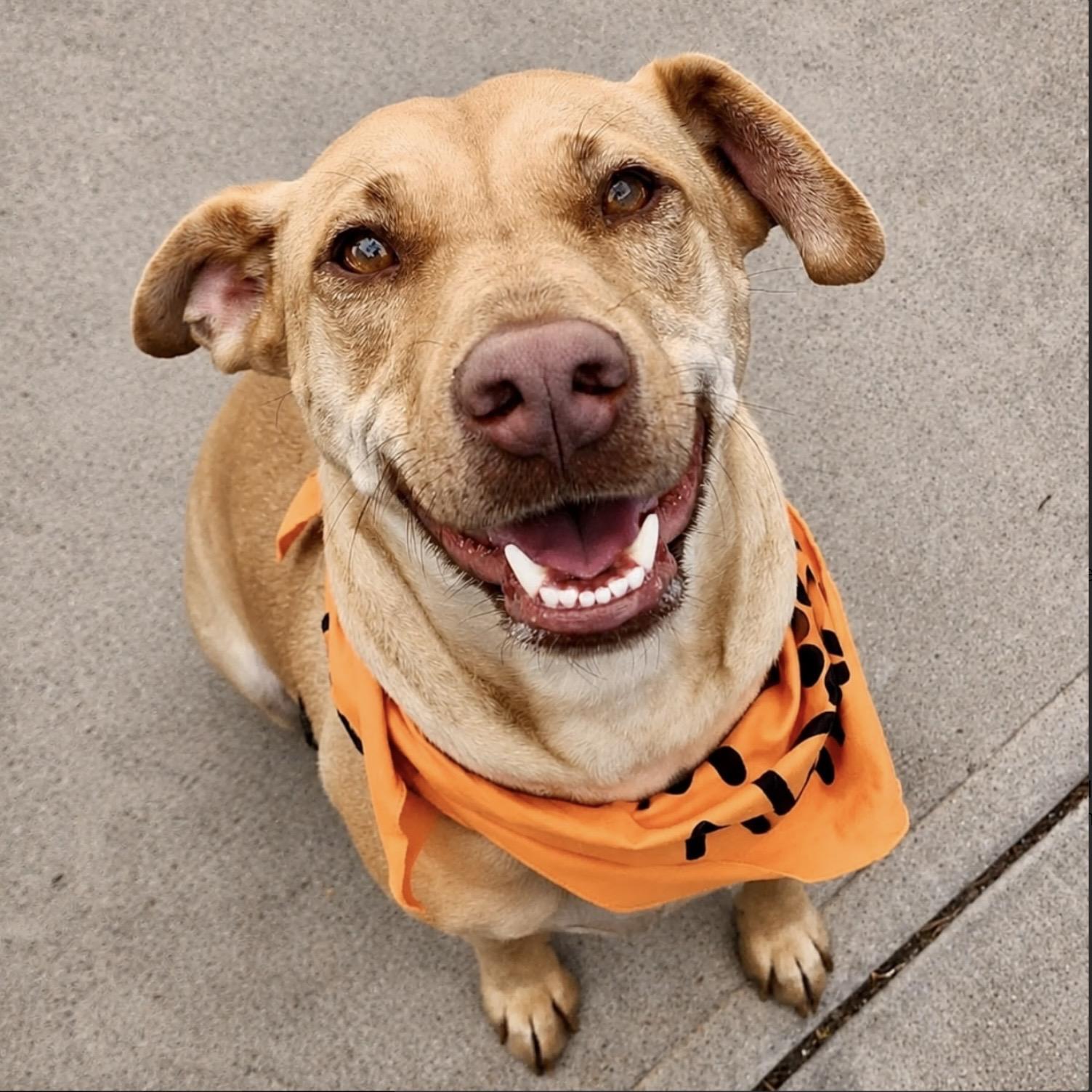 Enlarge Jewel, a ADOPTABLE mixed breed in Mead, CO image 1/3