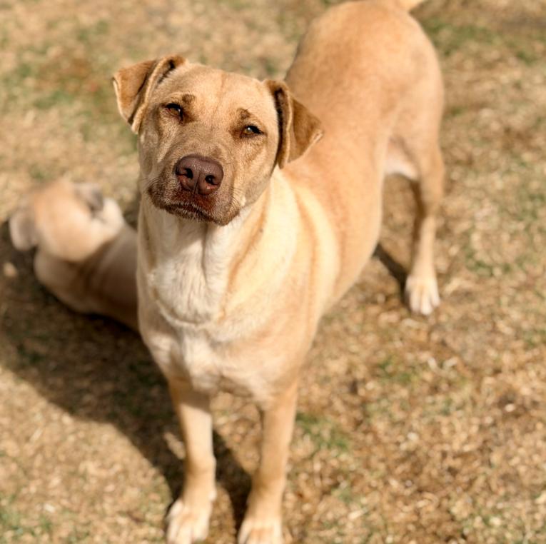 Jewel, ADOPTABLE, Adult Female Labrador Retriever & Mixed Breed.