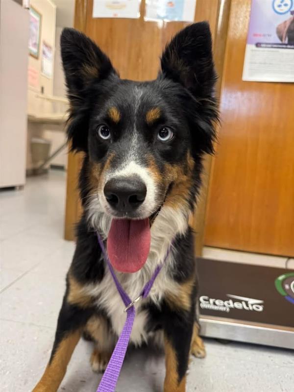 Enlarge Macy, a ADOPTABLE mixed breed in Lexington, NE image 1/1