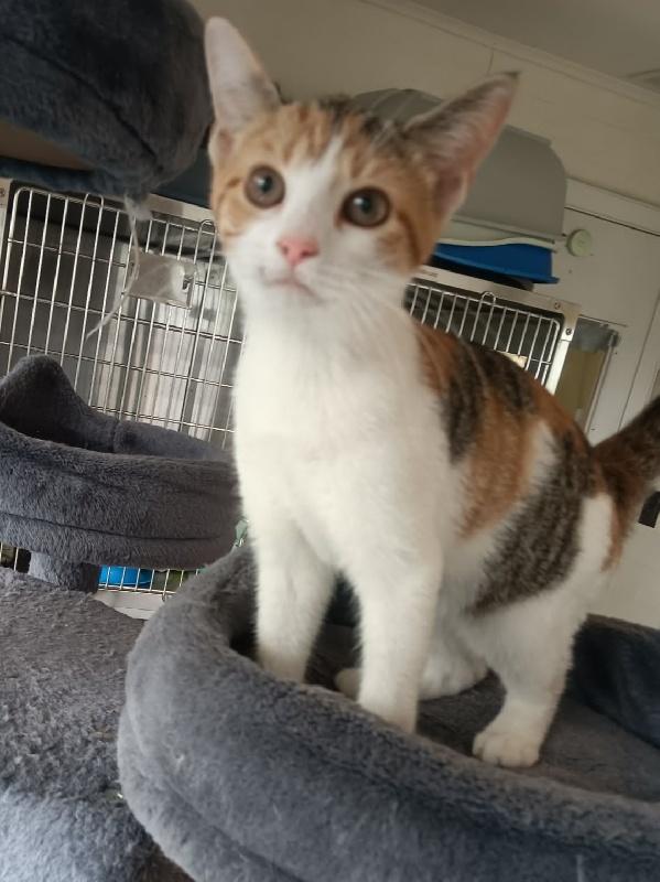 DIXIE, Adoptable, Kitten Female Calico.