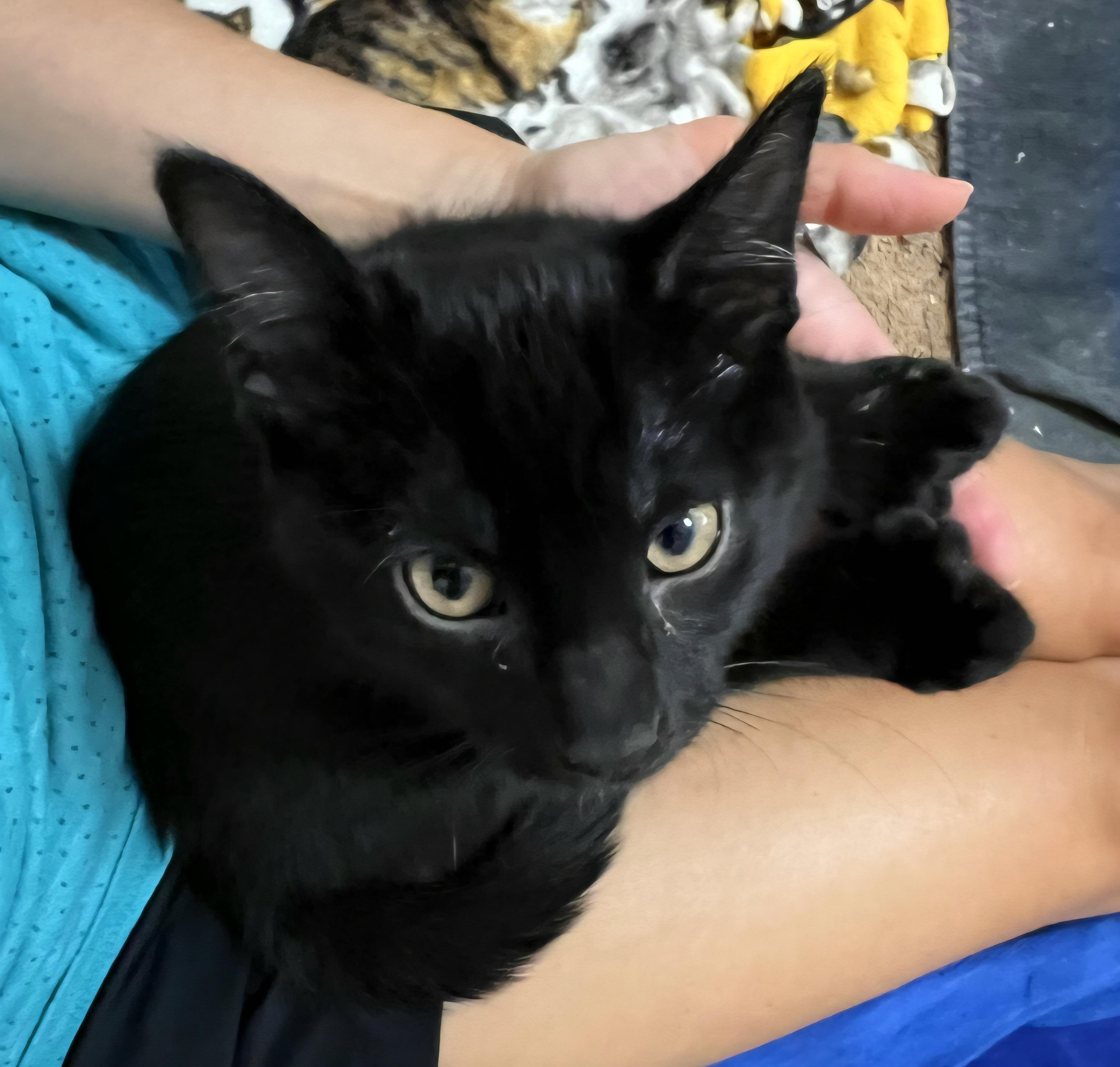 Pet Image