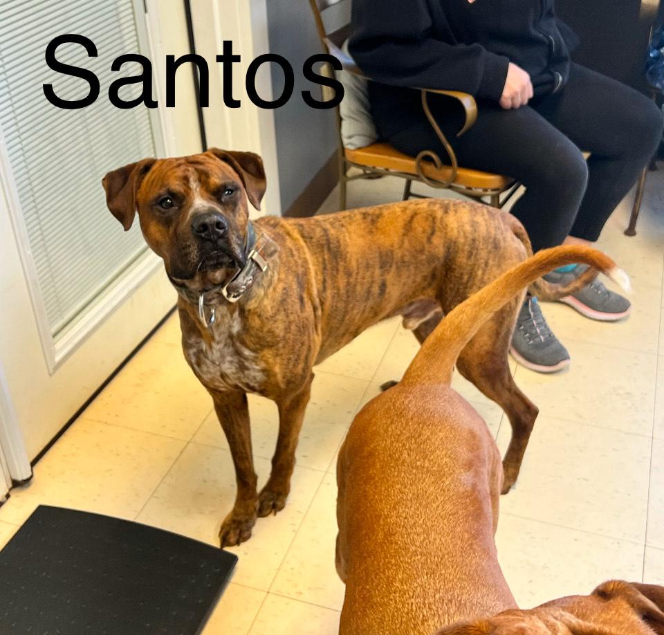 Santos, a Adoptable mixed breed in Dyersburg, TN image 1/6
