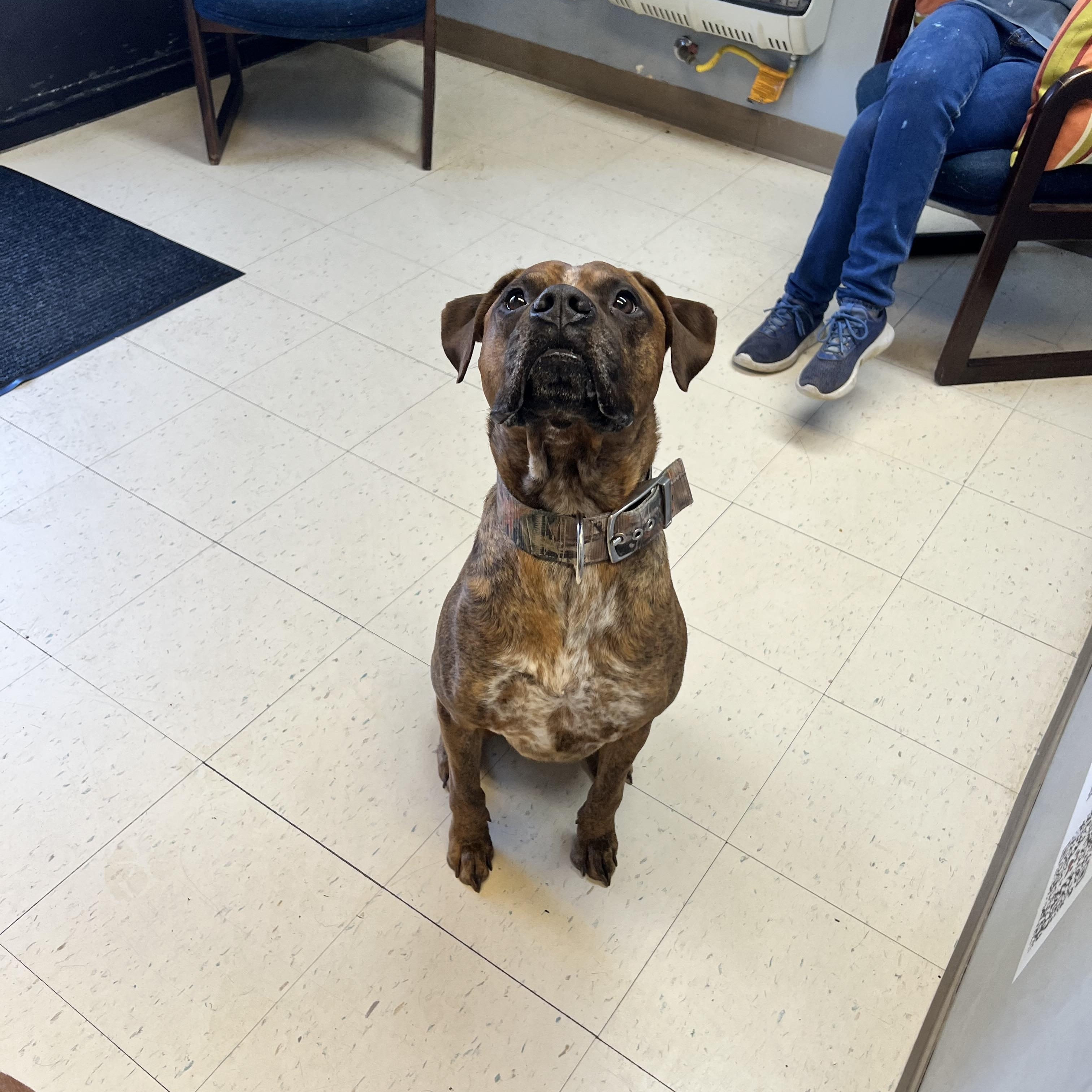 Santos, a Adoptable mixed breed in Dyersburg, TN image 4/6