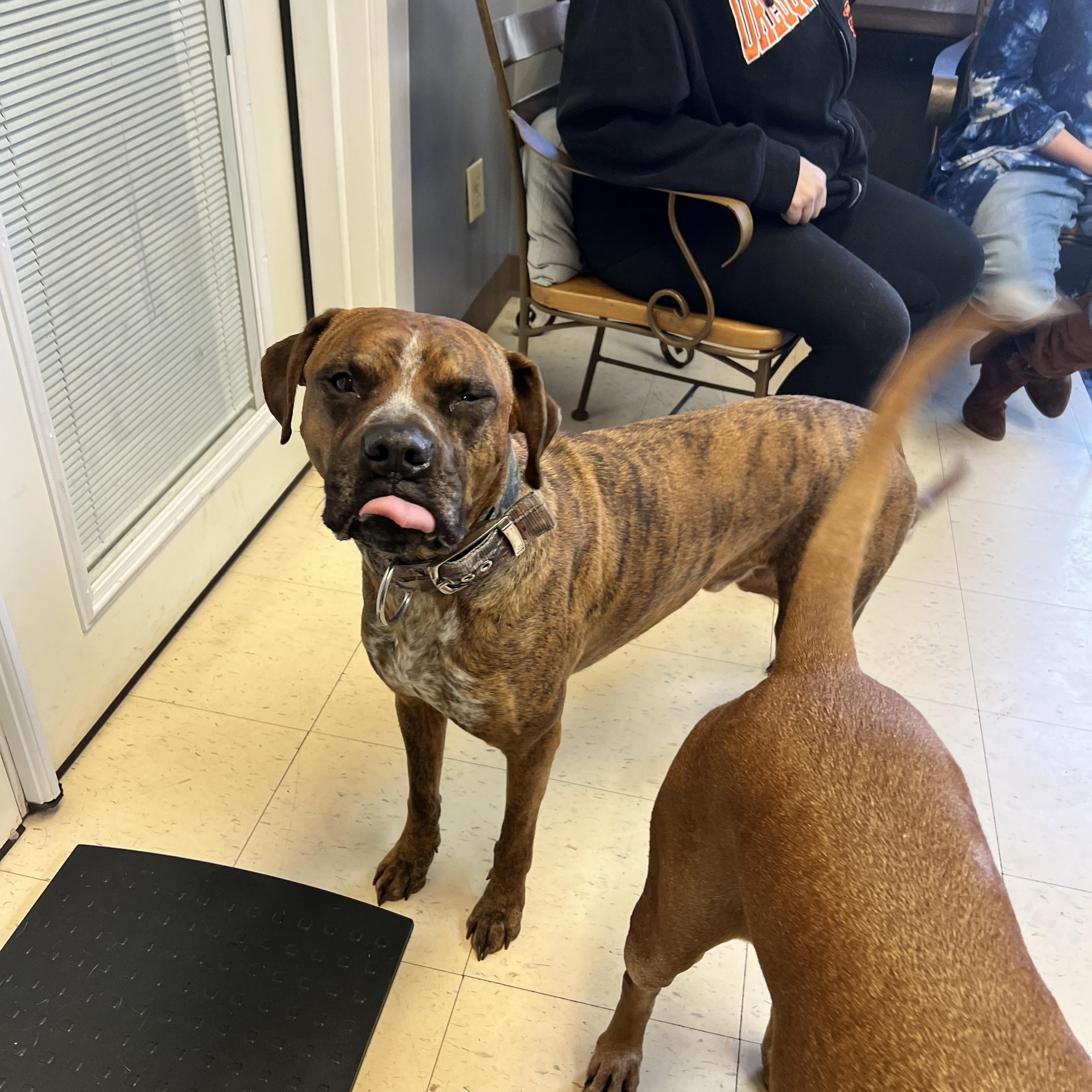 Santos, a Adoptable mixed breed in Dyersburg, TN image 5/6