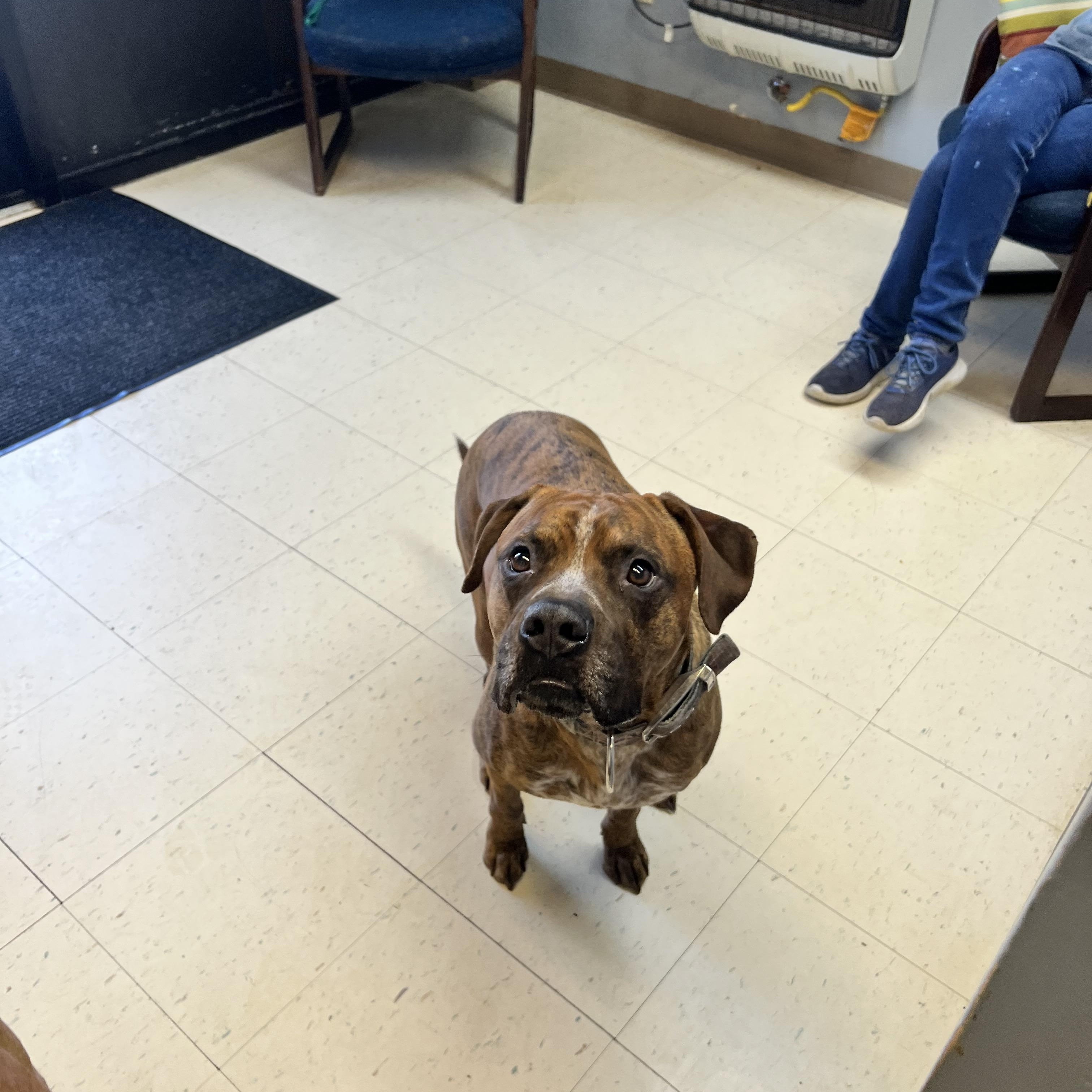 Santos, a Adoptable mixed breed in Dyersburg, TN image 6/6