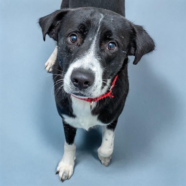 FINN, Adoptable, Adult Male Labrador Retriever & Mixed Breed.