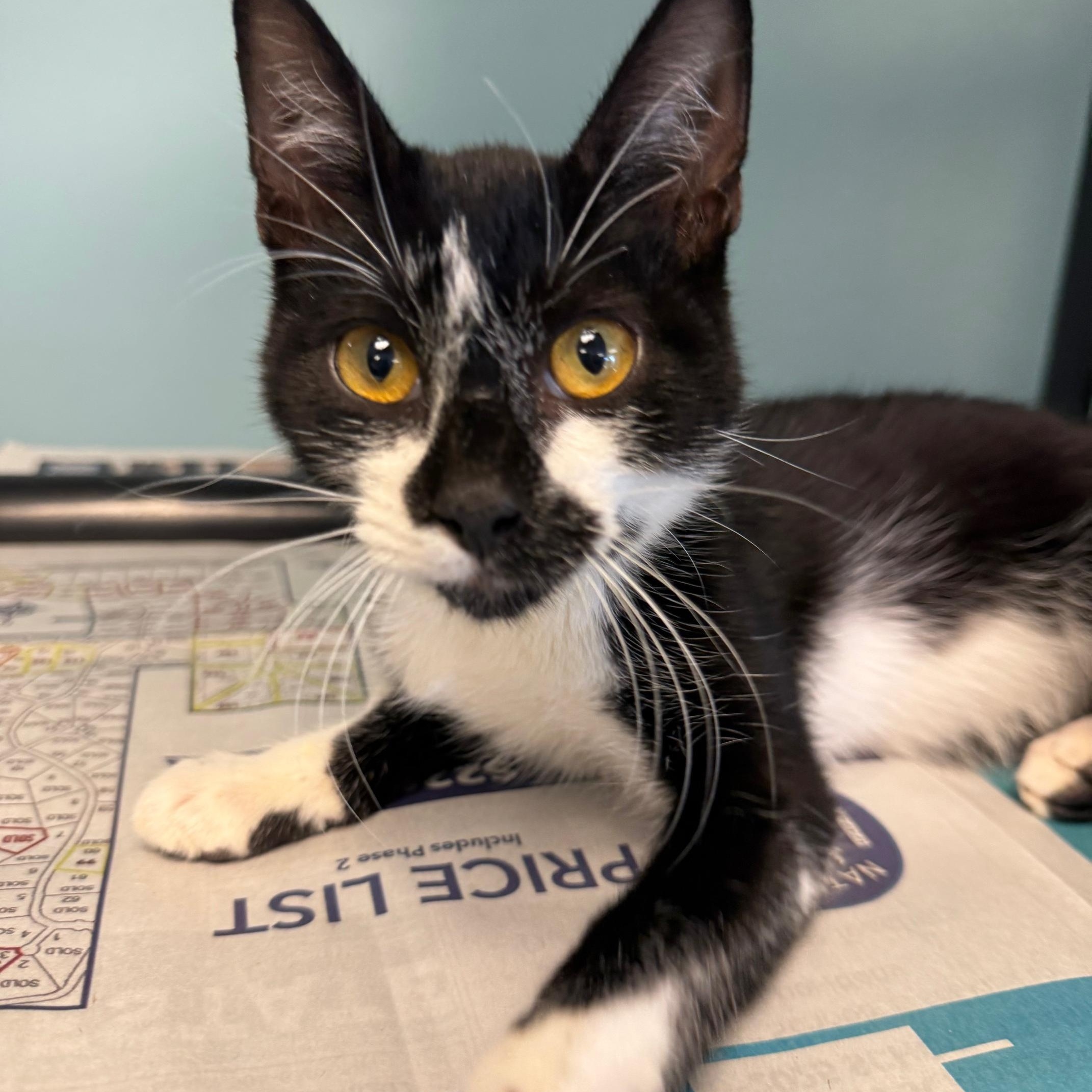 King Capybara photo 1