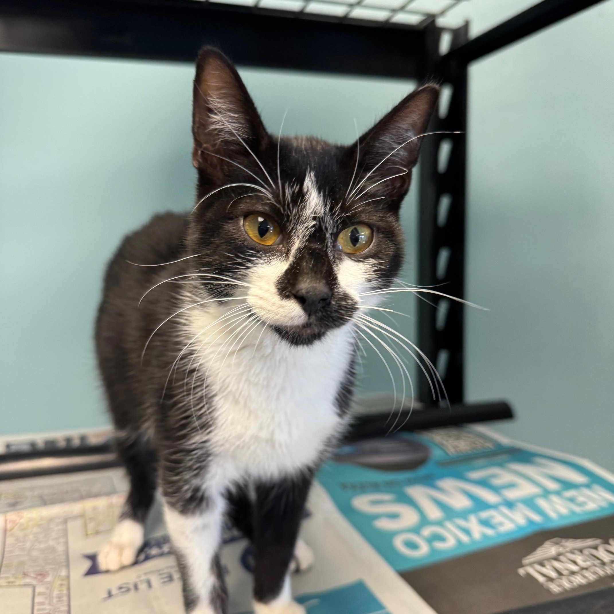 King Capybara thumbnail 3