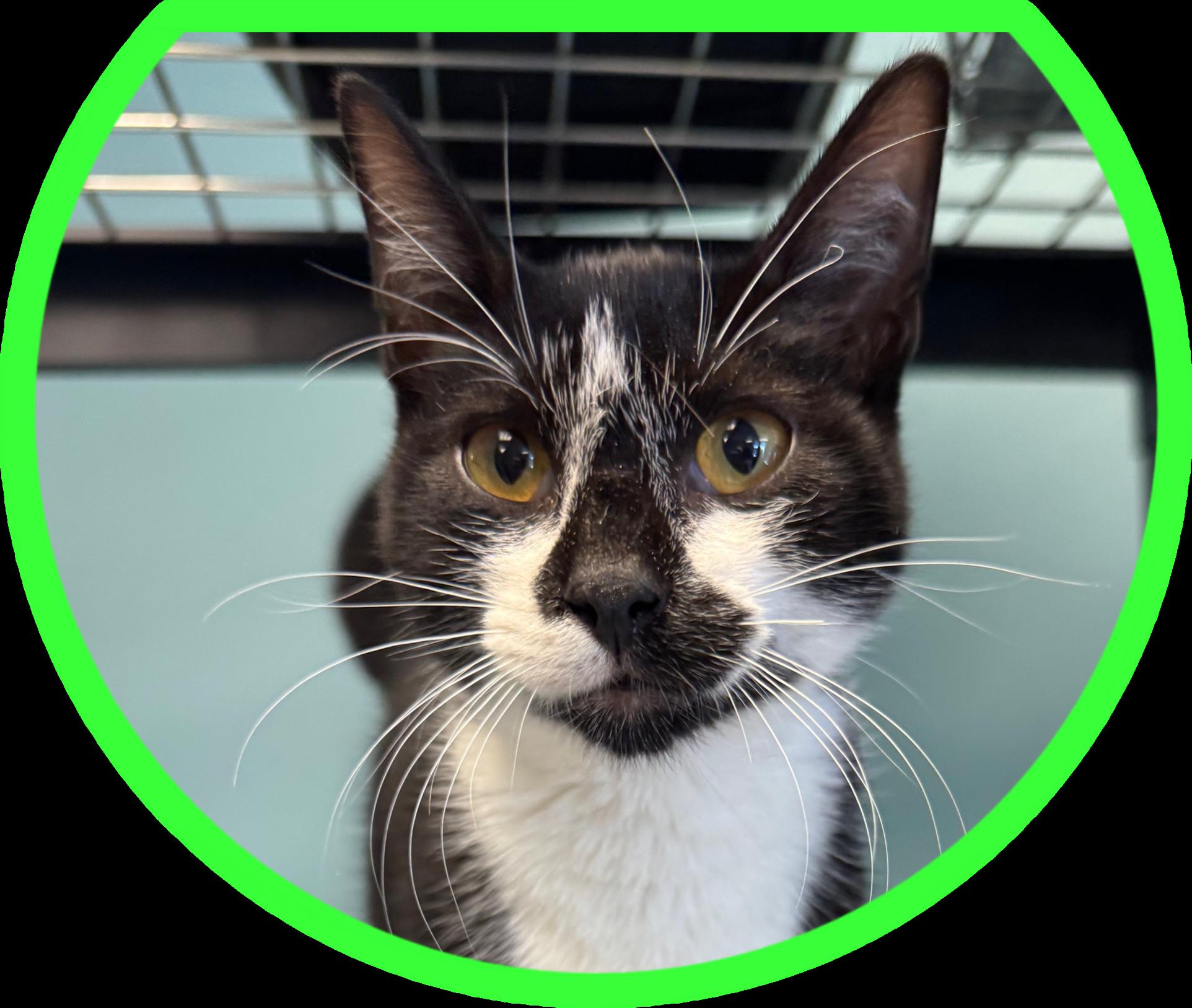 King Capybara thumbnail 5