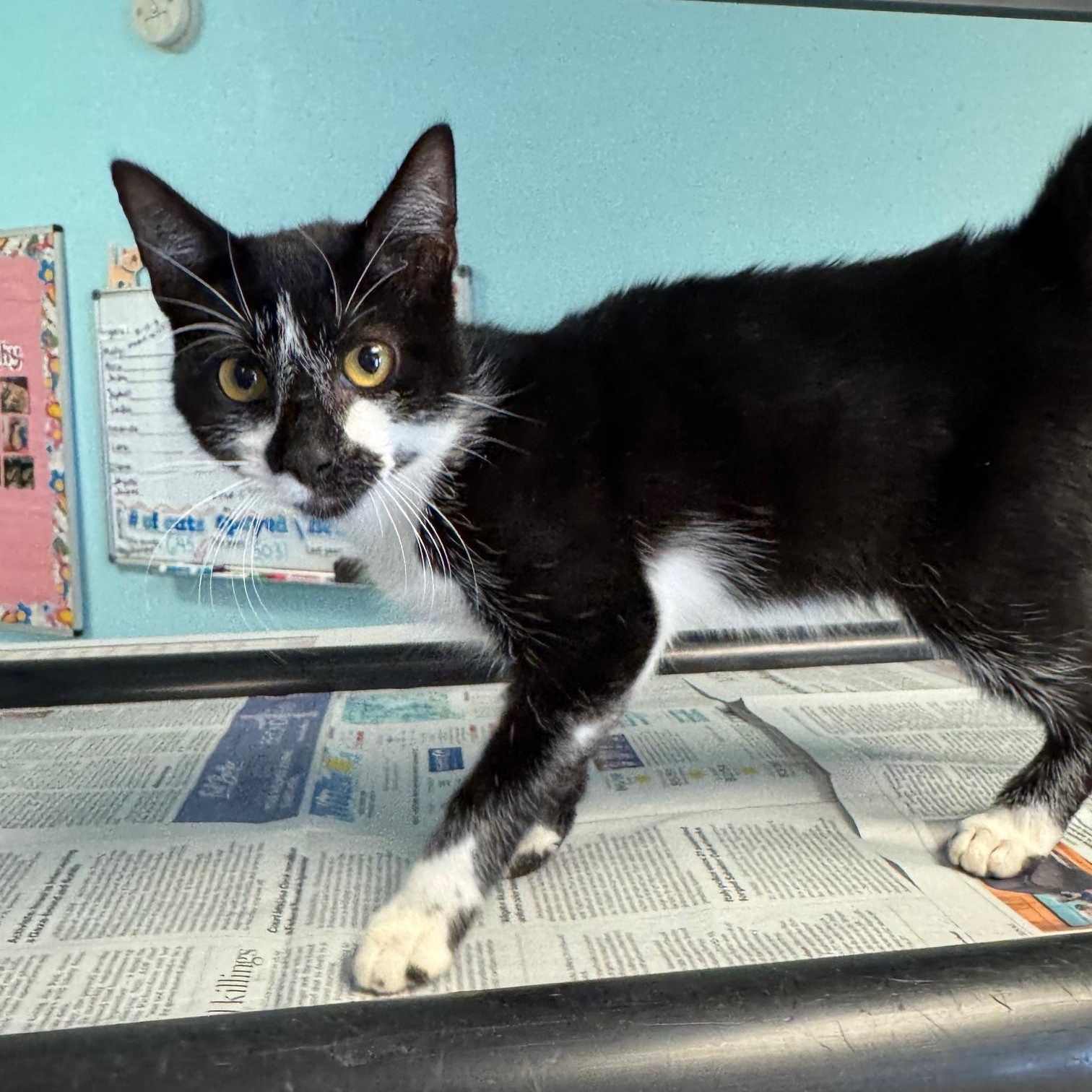 King Capybara thumbnail 2