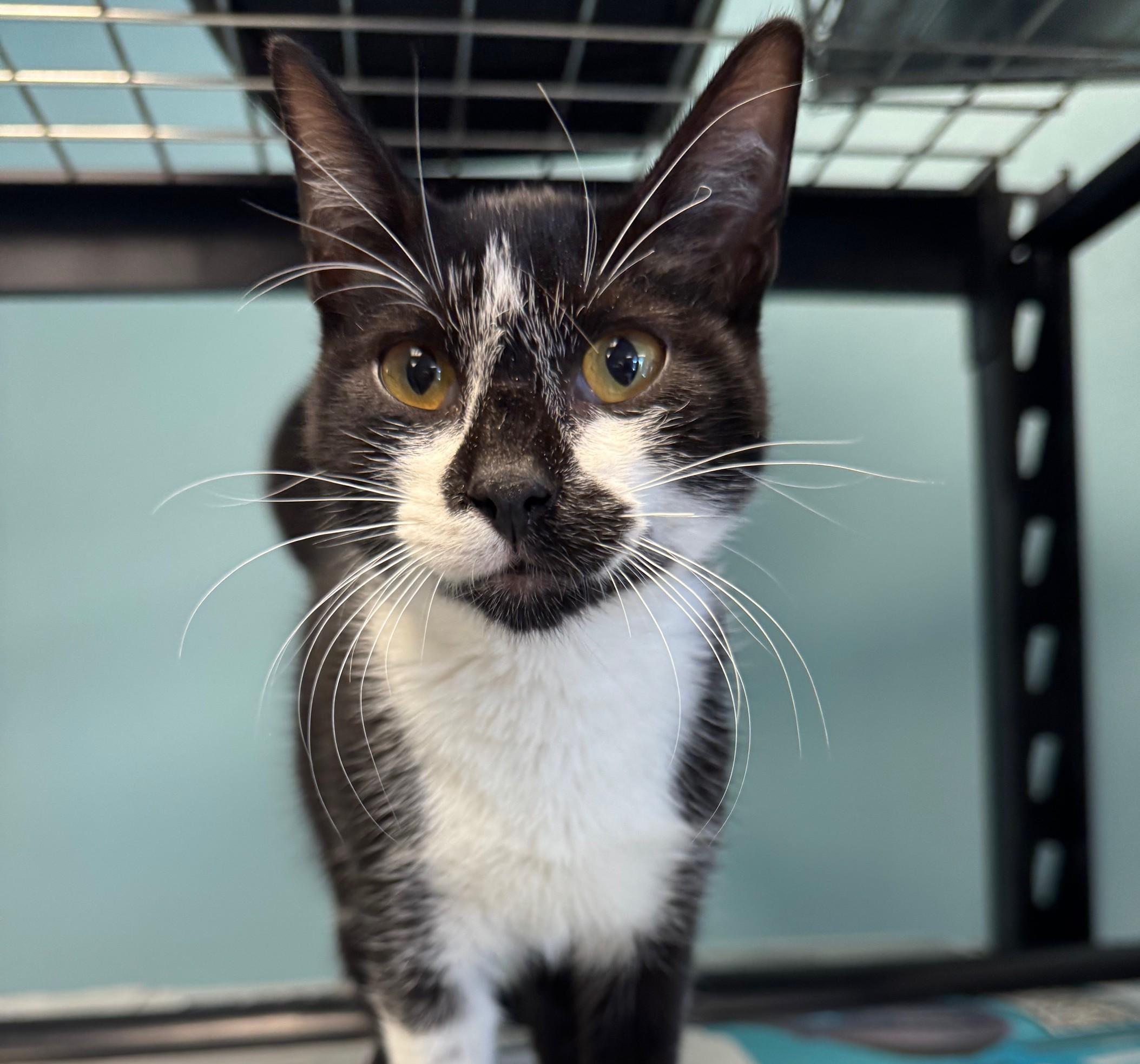 King Capybara thumbnail 4