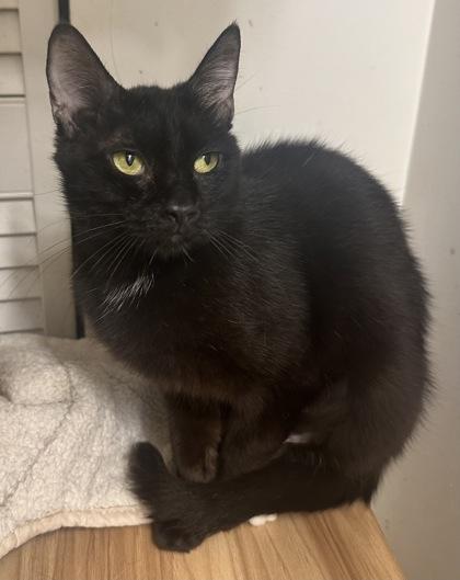 Oriole, Adoptable, Young Female Domestic Short Hair & Domestic Short Hair.