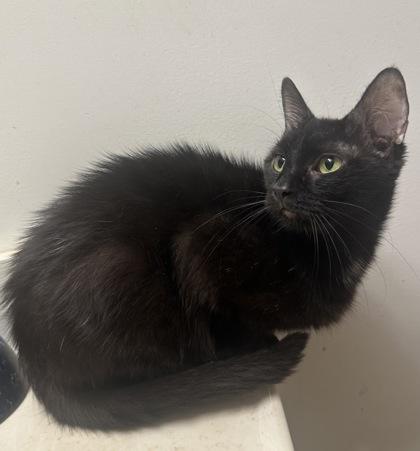Enlarge Oriole, a Adoptable mixed breed in Wilkesboro, NC image 2/3