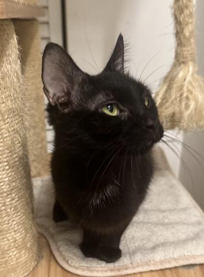 Enlarge Oriole, a Adoptable mixed breed in Wilkesboro, NC image 3/3