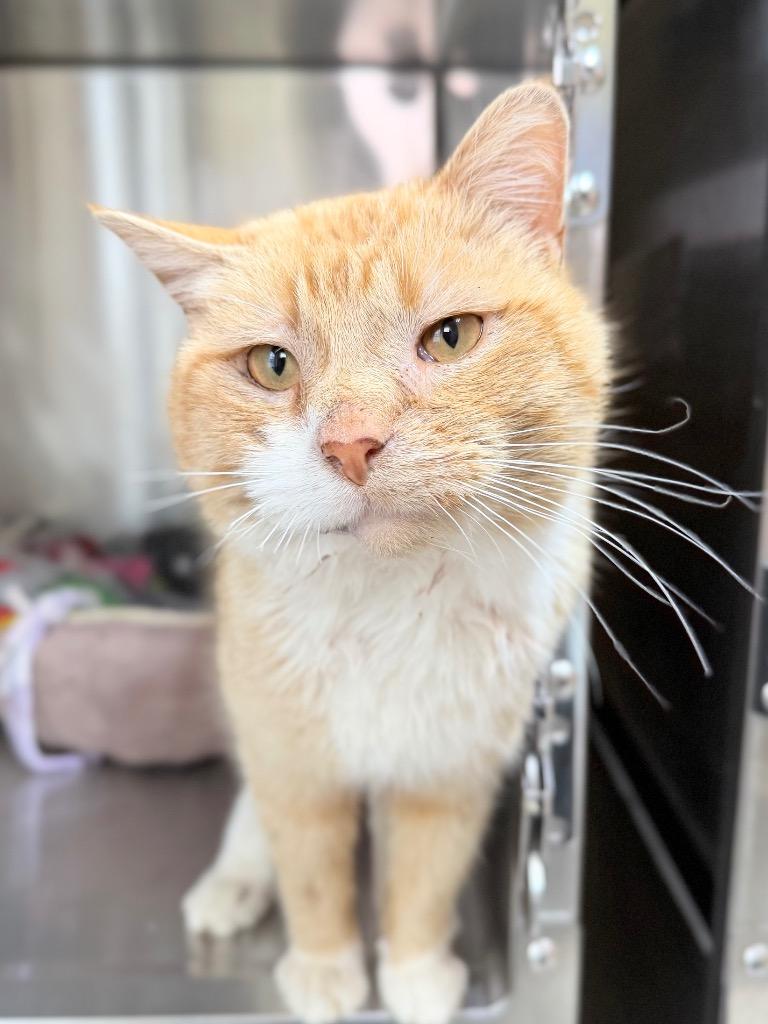 Snuffles, Adoptable, Adult Male Domestic Short Hair.