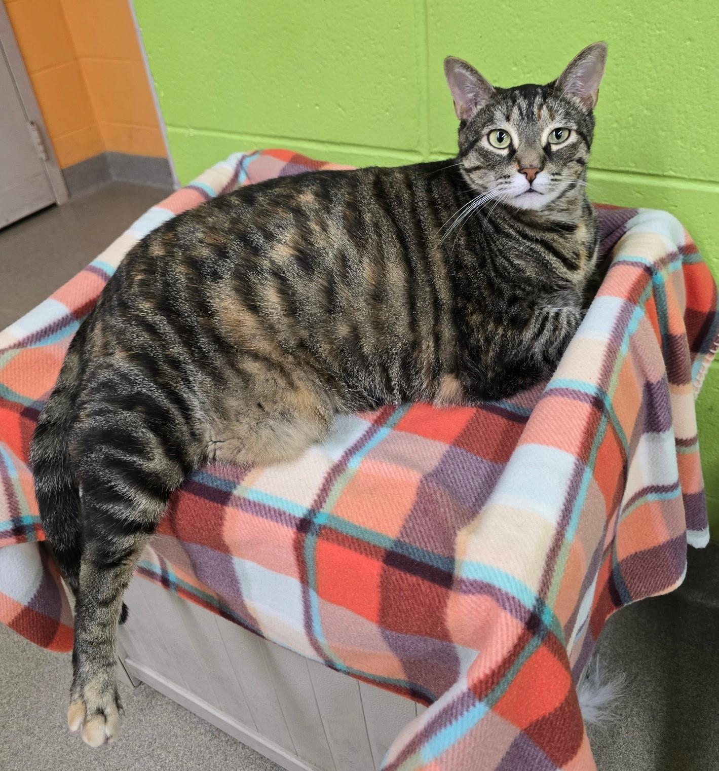 Molly, adopted, Adult Female Domestic Short Hair.