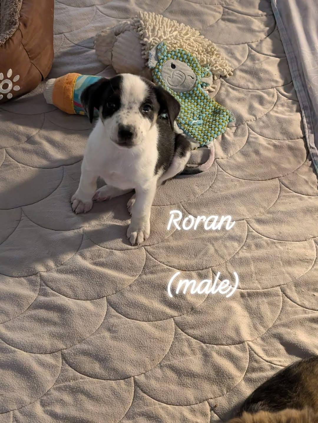 Roron, ADOPTABLE, Puppy Male Mixed Breed.
