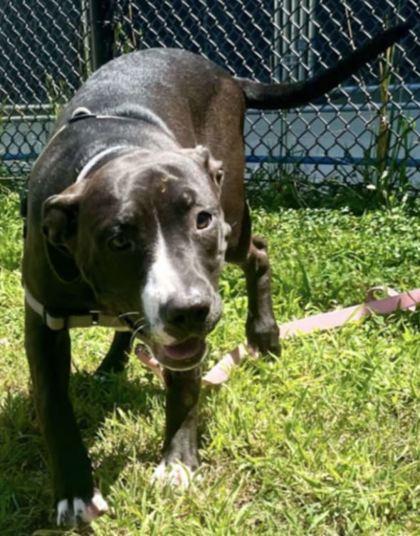 Cookie — thumbnail 2