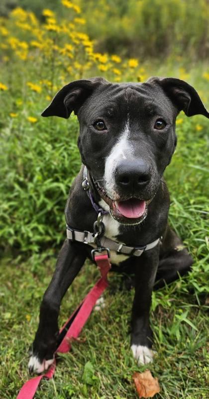 Cookie — thumbnail 3