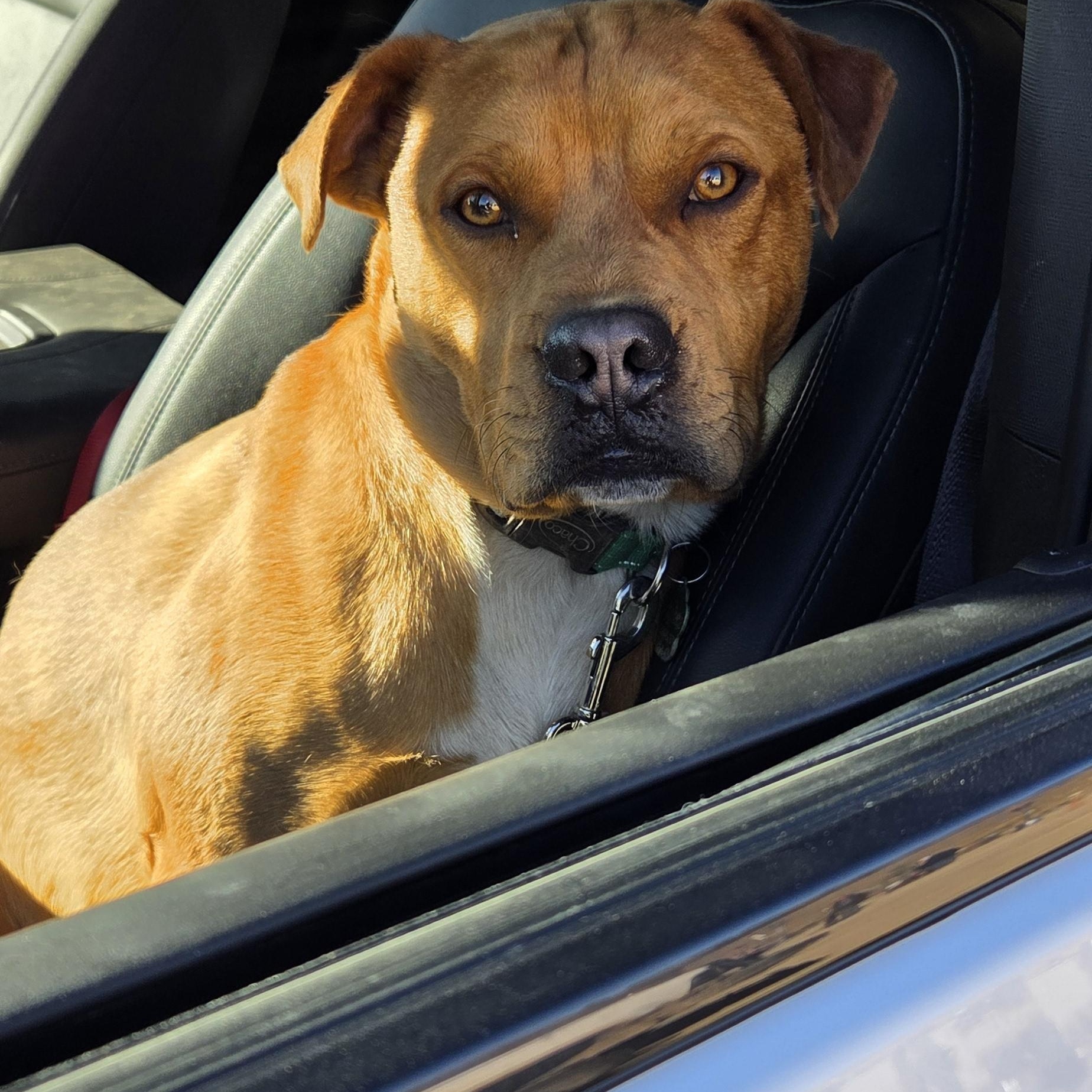 Peet, Adoptable, Adult Male Pit Bull Terrier.