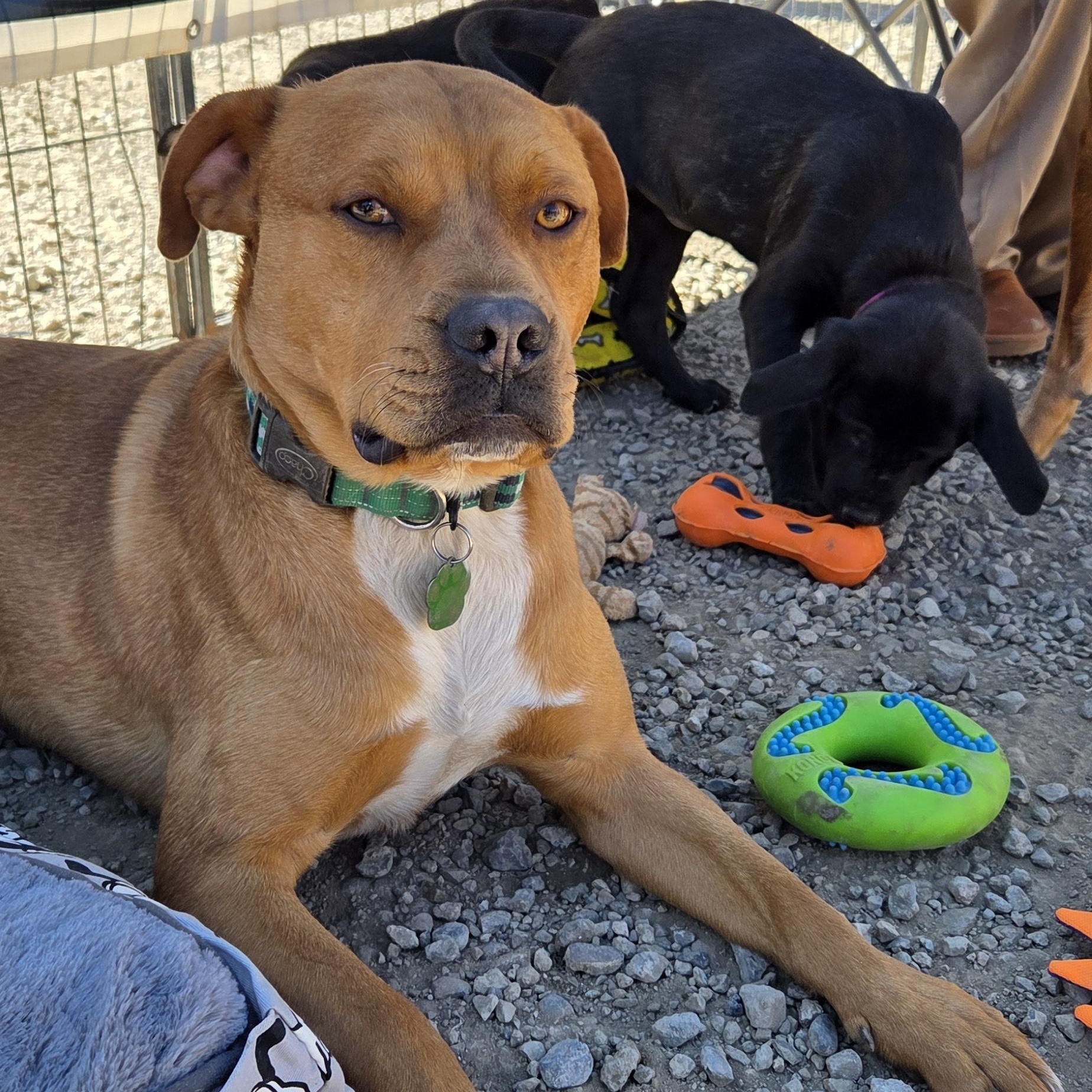 Enlarge Peet, a Adoptable mixed breed in Pagosa Springs, CO image 2/2