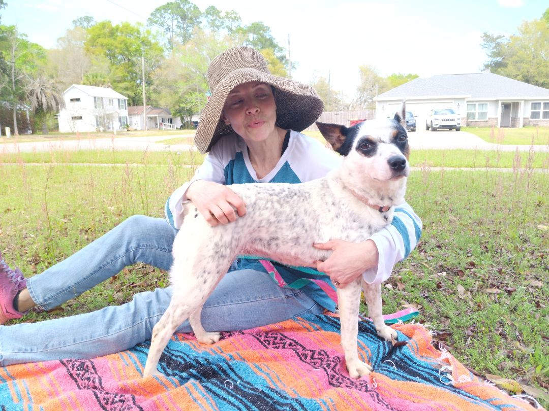 Callie, Adoptable, Young Female Australian Cattle Dog / Blue Heeler & Rat Terrier.