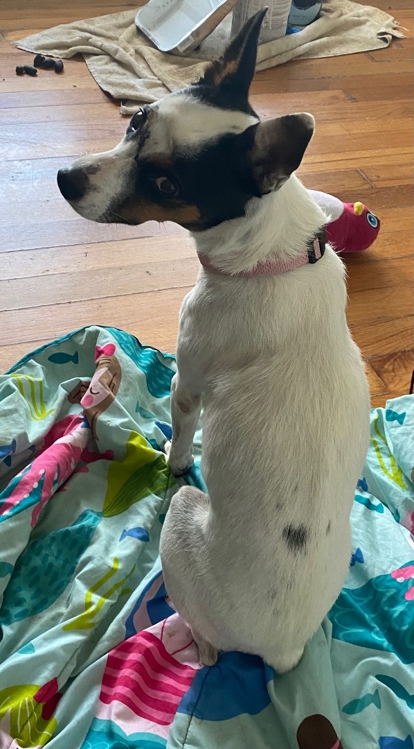 Callie, a Adoptable mixed breed in Crestview, FL image 2/6