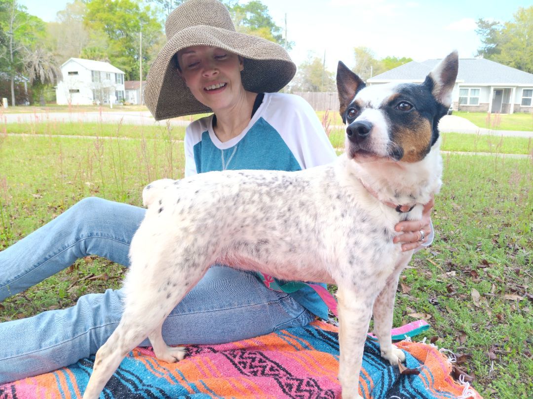Callie, a Adoptable mixed breed in Crestview, FL image 3/6