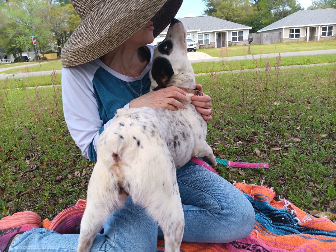 Callie, a Adoptable mixed breed in Crestview, FL image 4/6