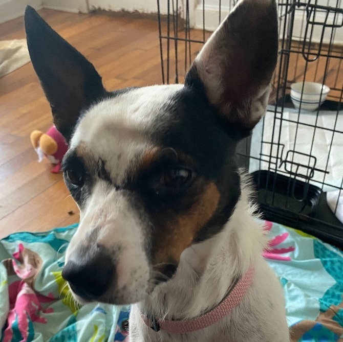 Callie, a Adoptable mixed breed in Crestview, FL image 5/6