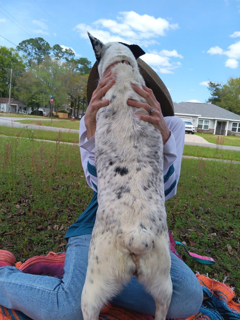 Callie, a Adoptable mixed breed in Crestview, FL image 6/6