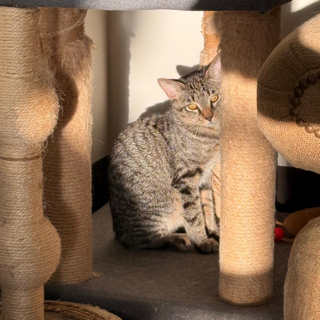 Carlo, Adoptable, Young Male Domestic Short Hair.