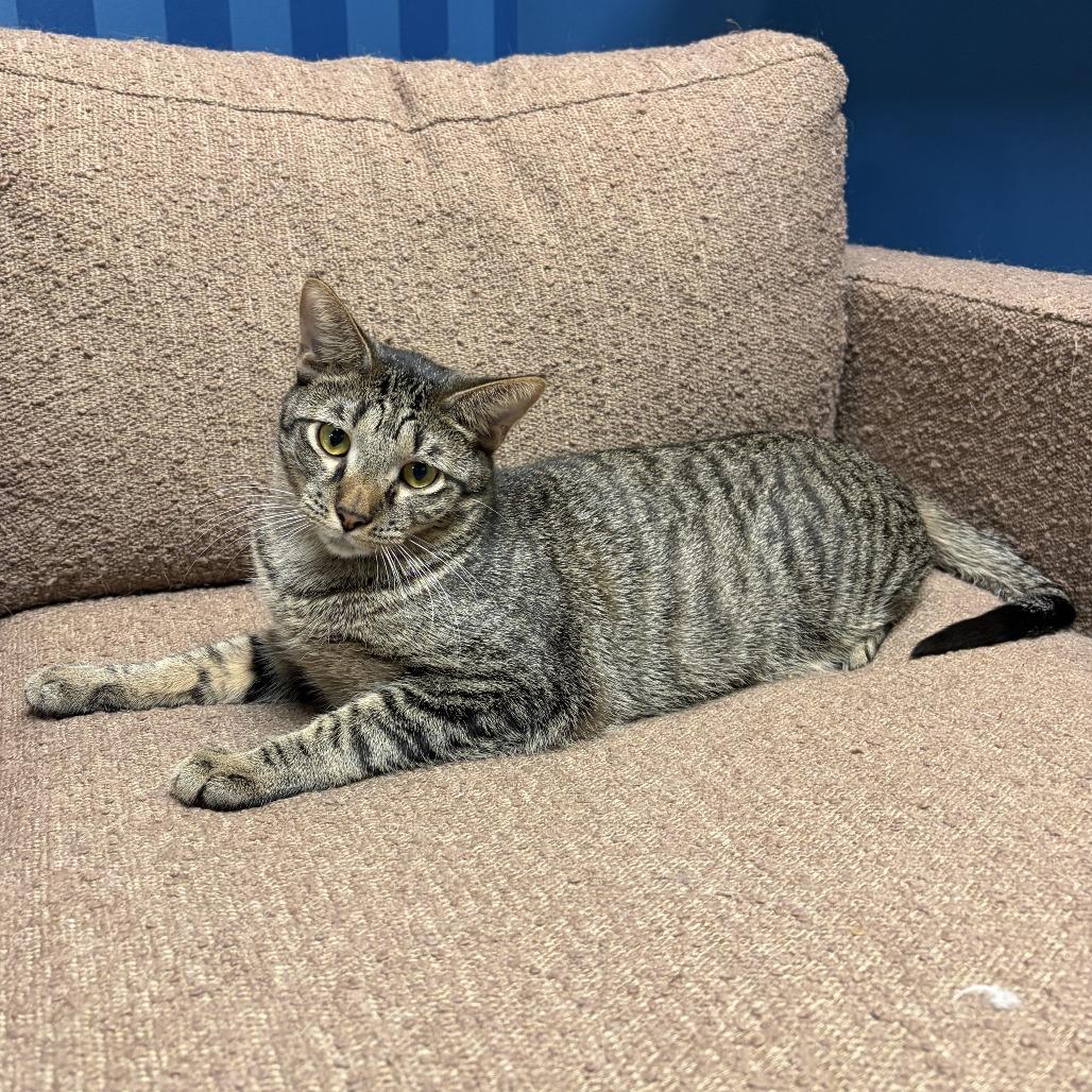 Enlarge Carlo, a Adoptable Domestic Short Hair in Bloomington, IL image 1/6