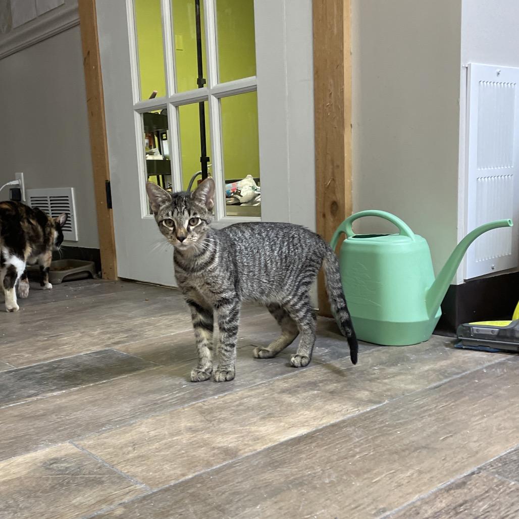 Enlarge Carlo, a Adoptable Domestic Short Hair in Bloomington, IL image 2/3