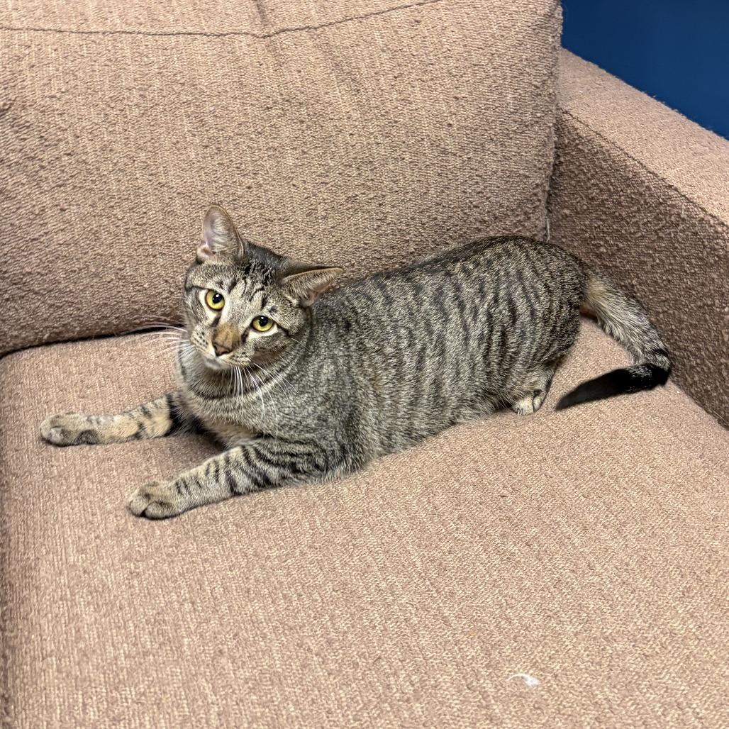 Enlarge Carlo, a Adoptable Domestic Short Hair in Bloomington, IL image 3/6