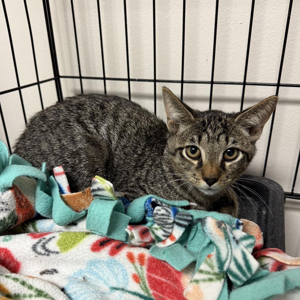 Enlarge Carlo, a Adoptable Domestic Short Hair in Bloomington, IL image 3/3