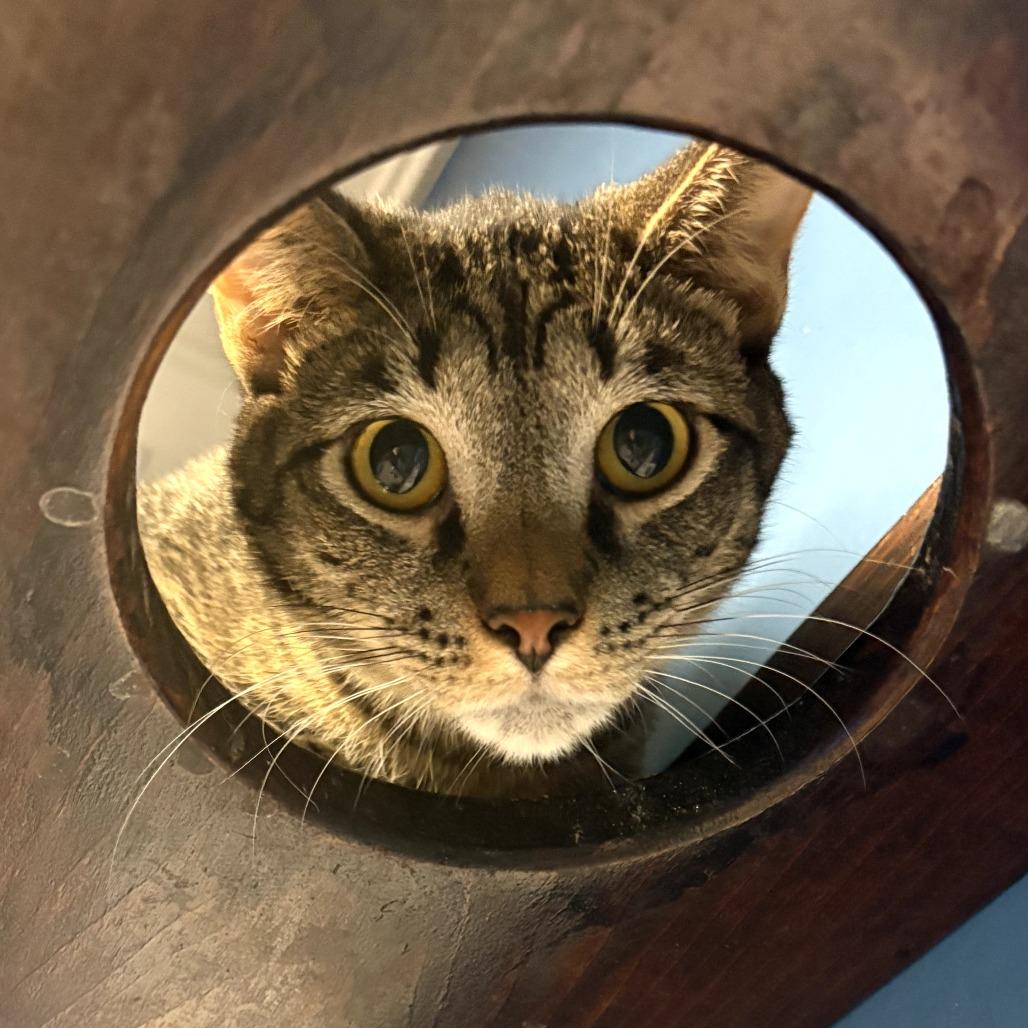 Enlarge Carlo, a Adoptable Domestic Short Hair in Bloomington, IL image 4/6