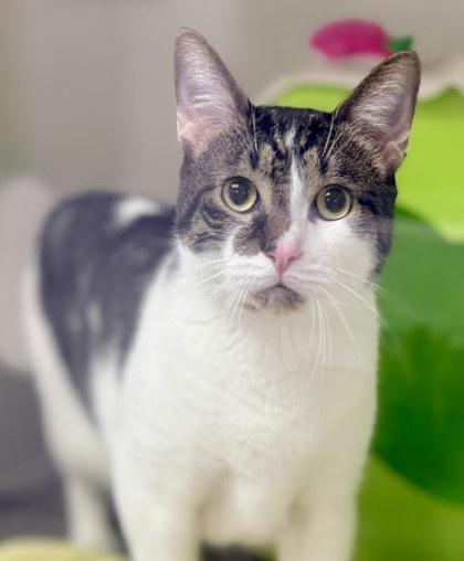 Krampis, Adoptable, Adult Male Domestic Short Hair & Domestic Short Hair.