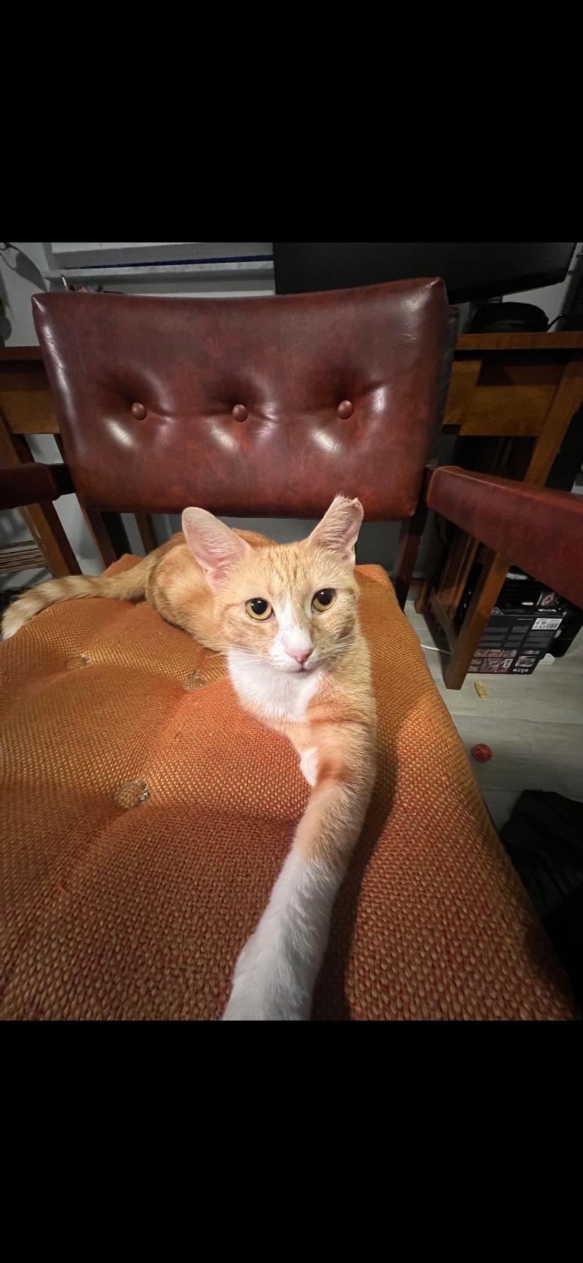 June, a Adoptable Domestic Short Hair in Manchester, NH image 5/6