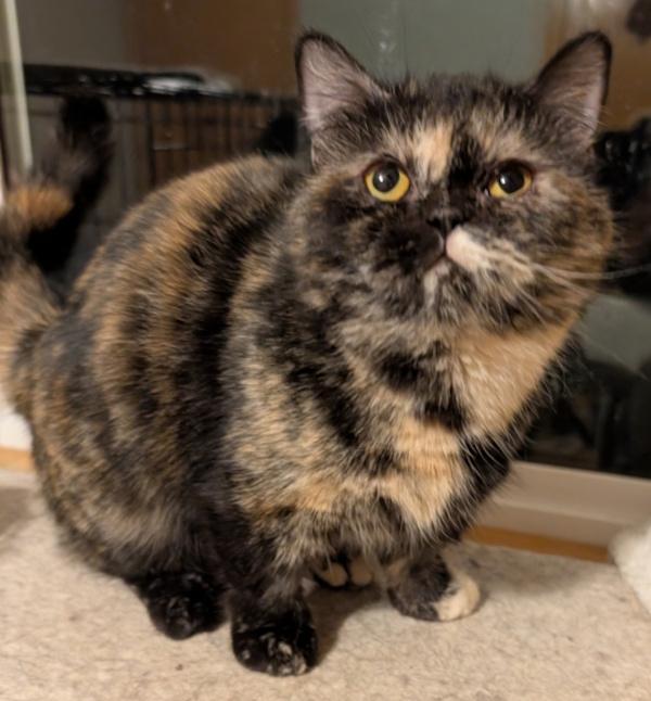 Munchkin Cat Breeds: Adorable and Unique Companions