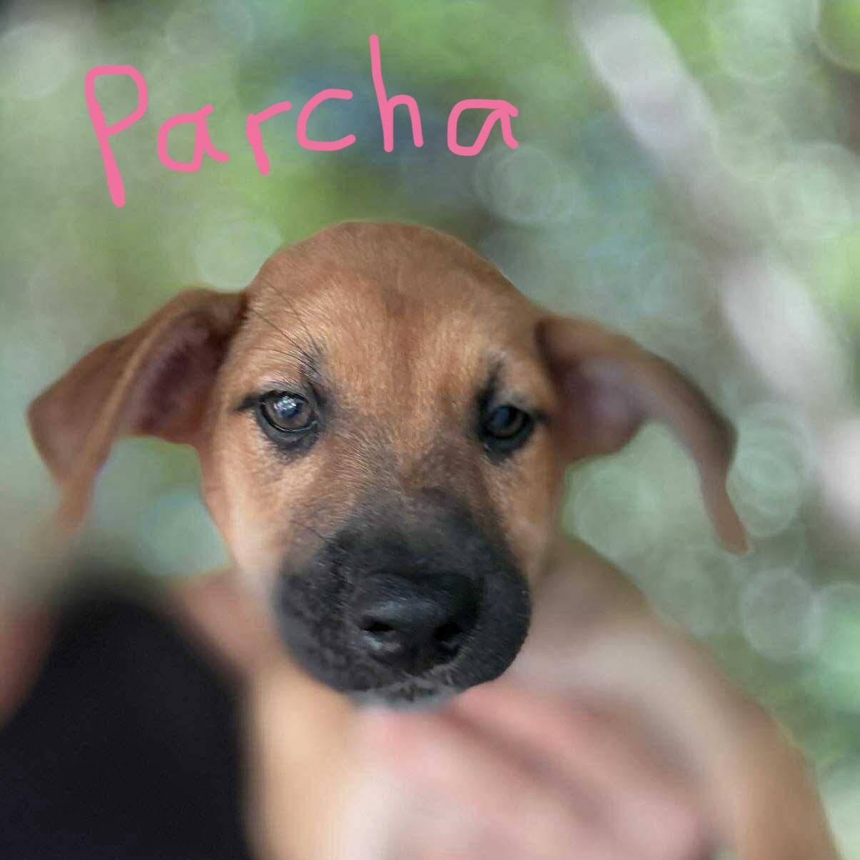 Parcha