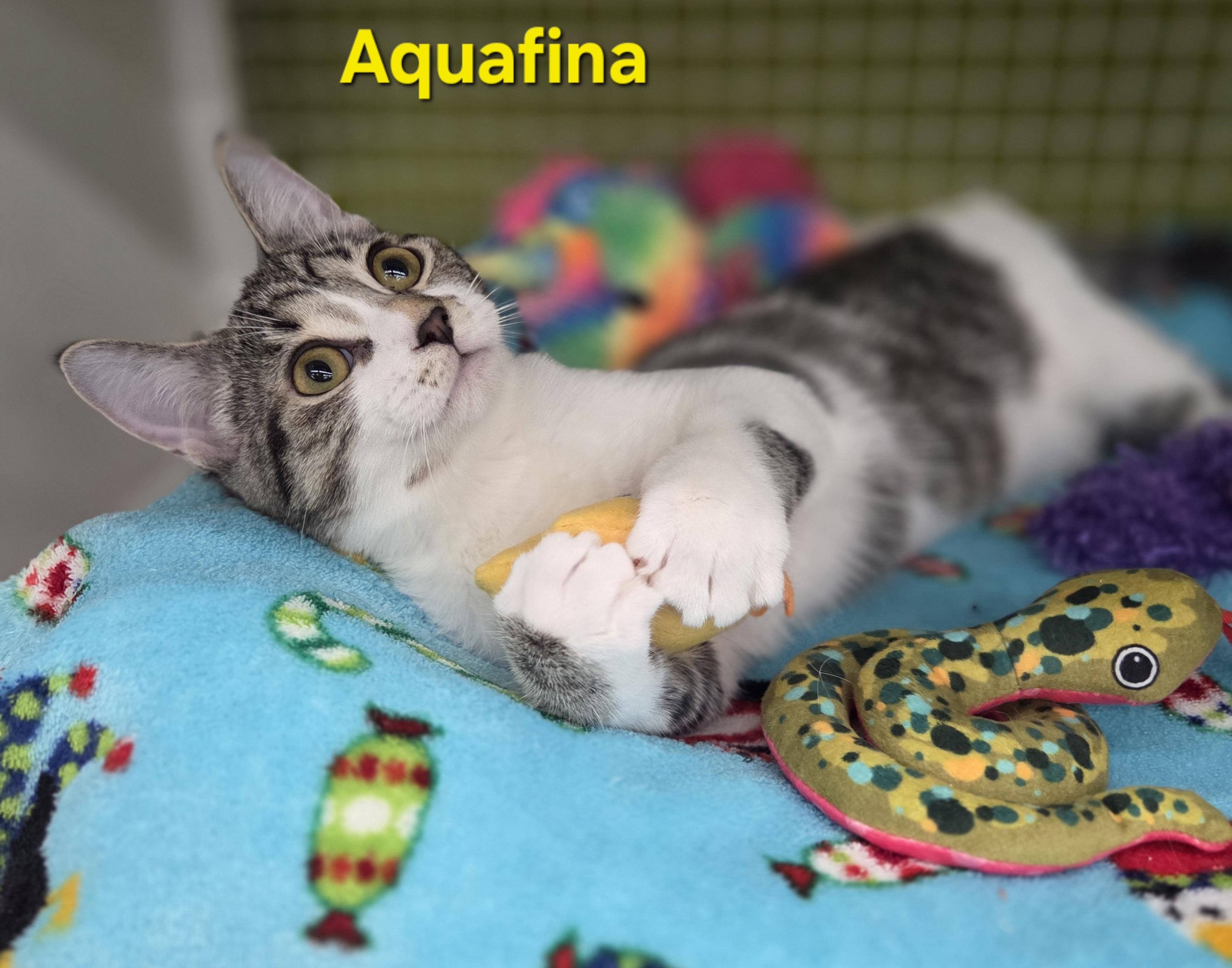 Aquafina (siblings are Fiji and Evian), a Adoptable Domestic Short Hair in Brighton, MI image 4/6