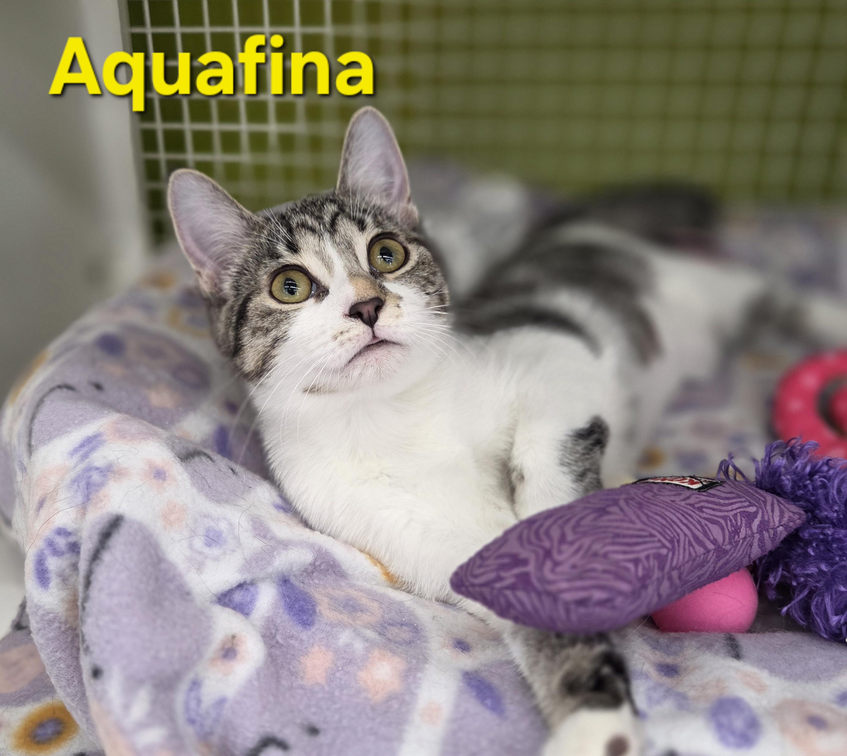 Aquafina (siblings are Fiji and Evian), a Adoptable Domestic Short Hair in Brighton, MI image 6/6