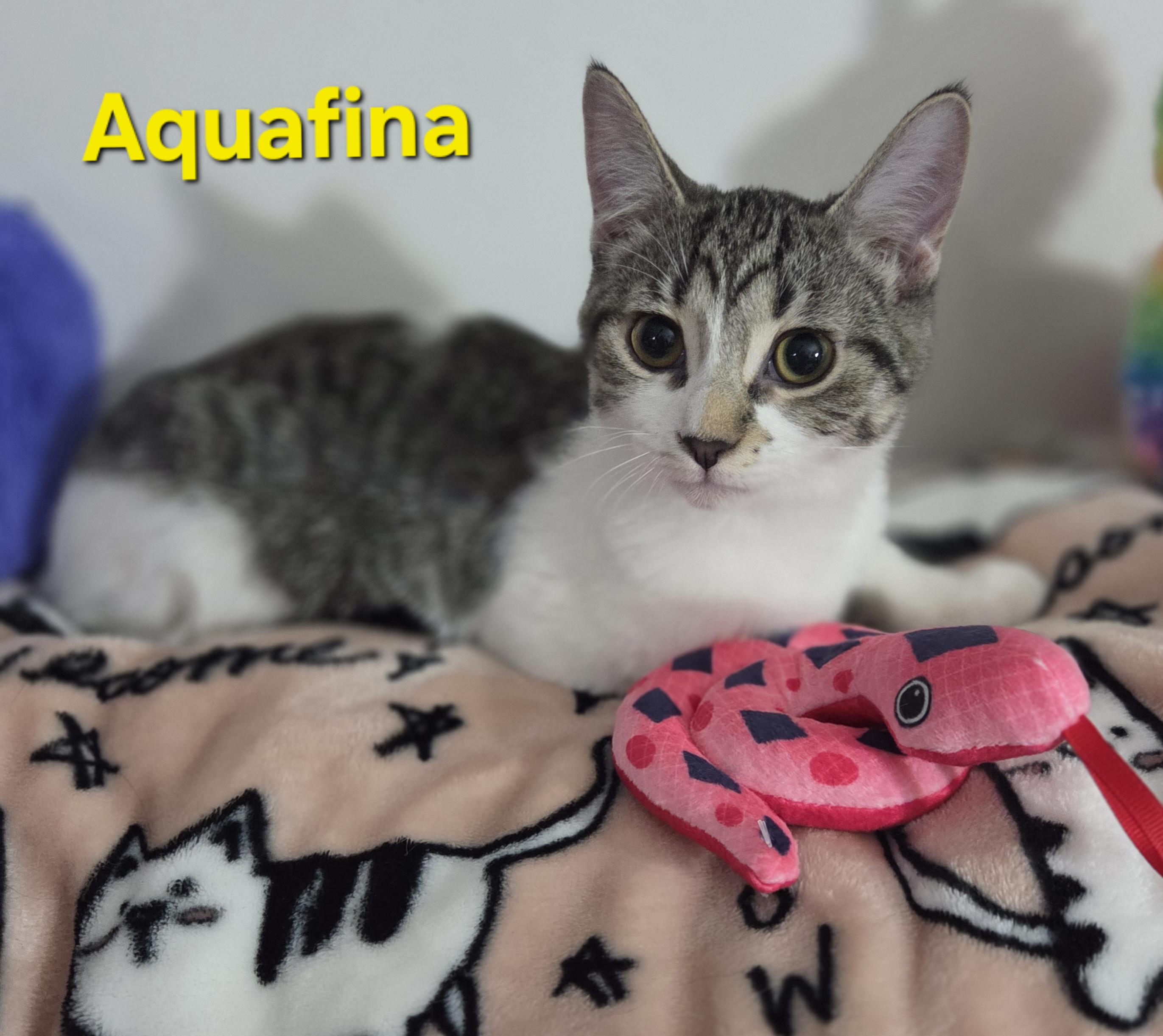 Aquafina (siblings are Fiji and Evian), Adoptable, Kitten Female Domestic Short Hair.