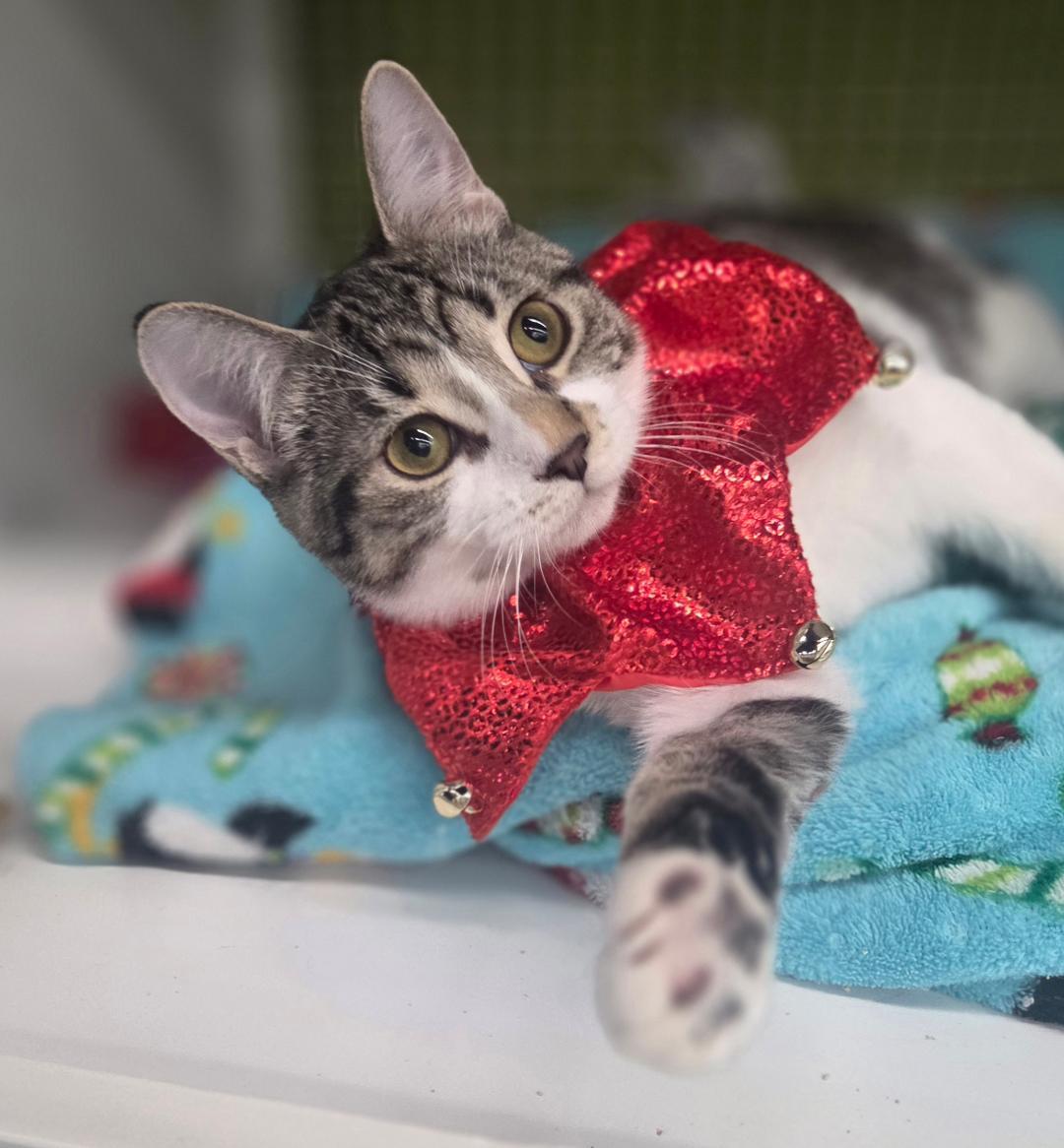 Aquafina (siblings are Fiji and Evian), a Adoptable Domestic Short Hair in Brighton, MI image 2/6