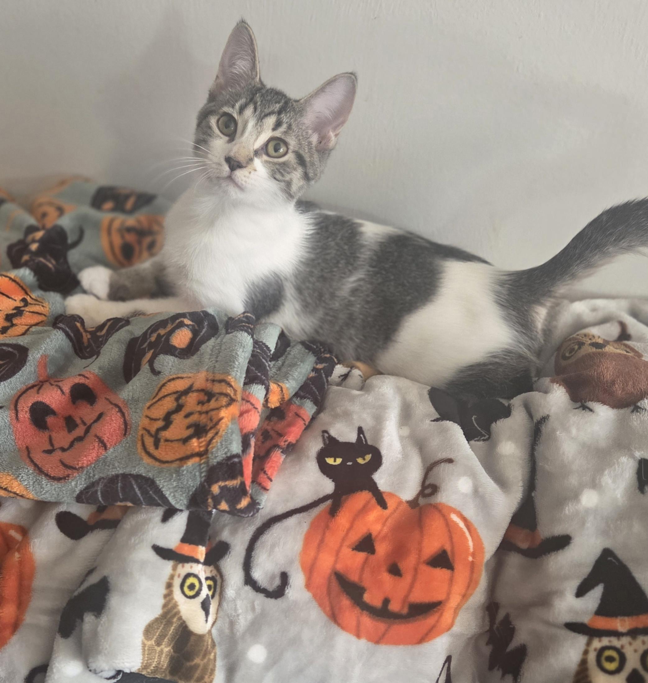 Aquafina (siblings are Fiji and Evian), a Adoptable Domestic Short Hair in Brighton, MI image 5/6