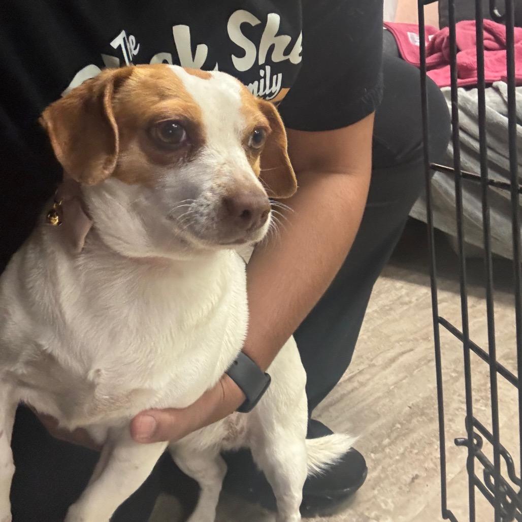 Daisy — thumbnail 2