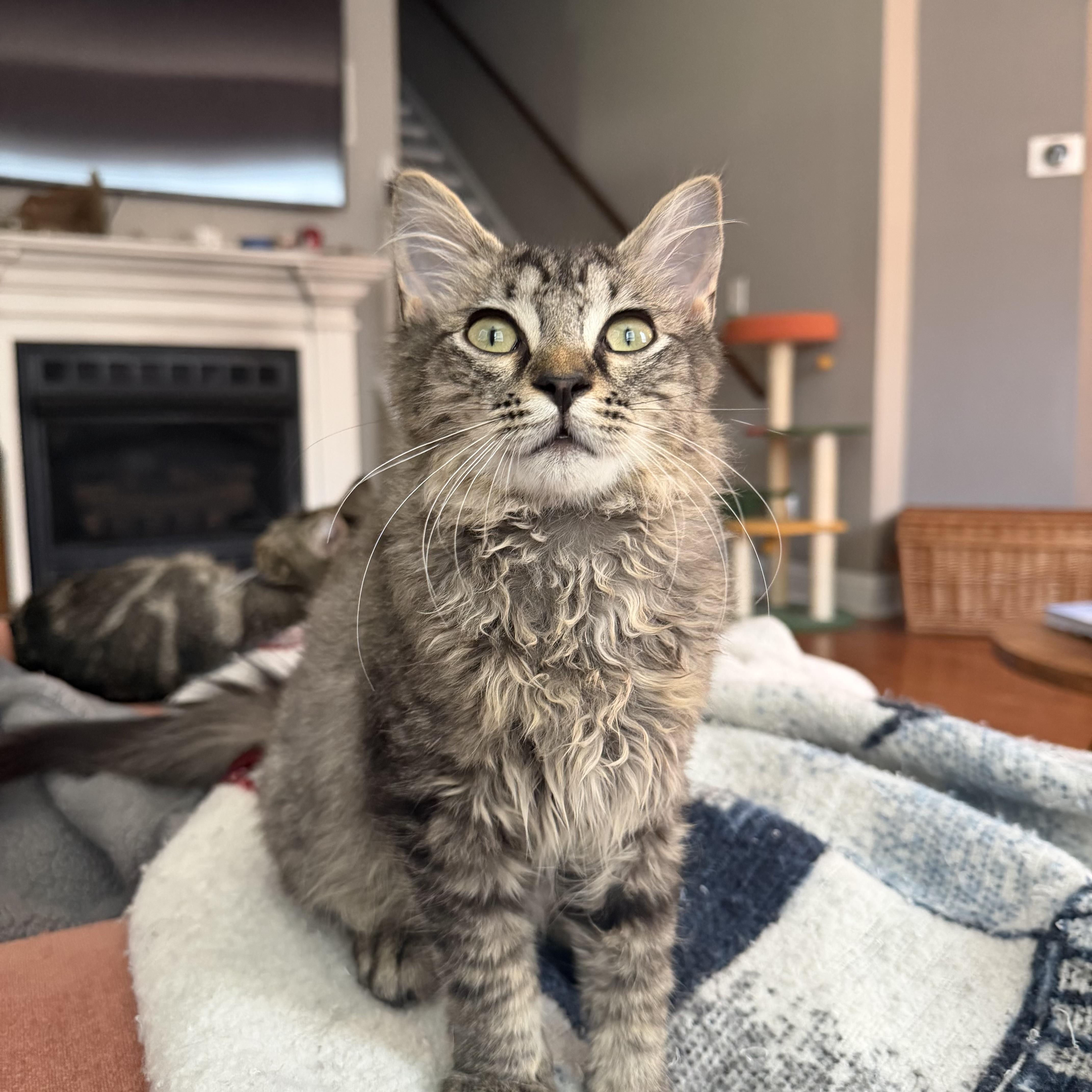 Enlarge Huckleberry, a Adopted mixed breed in New York City, NY image 1/4