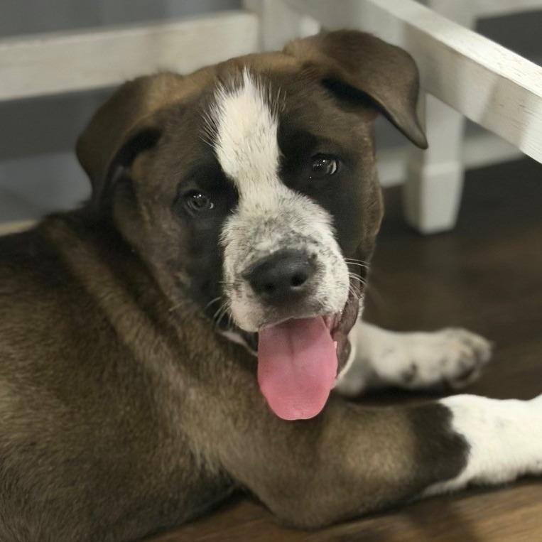 Enlarge Bear, a Adoptable mixed breed in Silver Spring, MD image 1/4